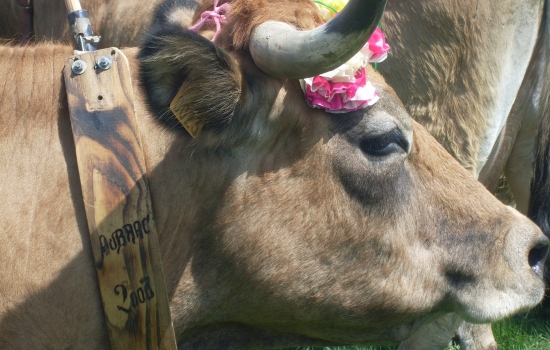 Vaches Aubrac