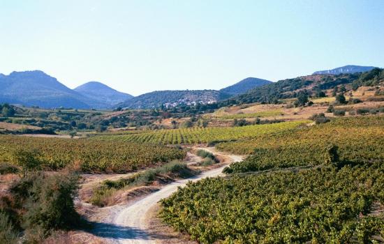 Herault Valley and vineyards - South France