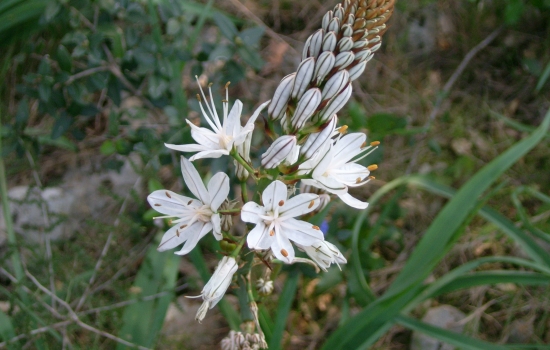Asphodèle