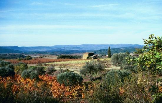 Olive trees and vineyards in Languedoc