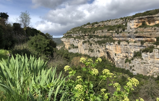 Les falaises au dessus de la Cesse à Minerve
