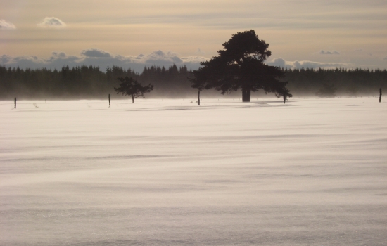 Blizzard balayant la Margeride en fin de journée