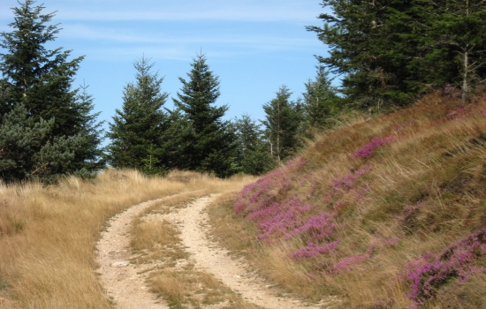 Sentier en Haut Languedoc