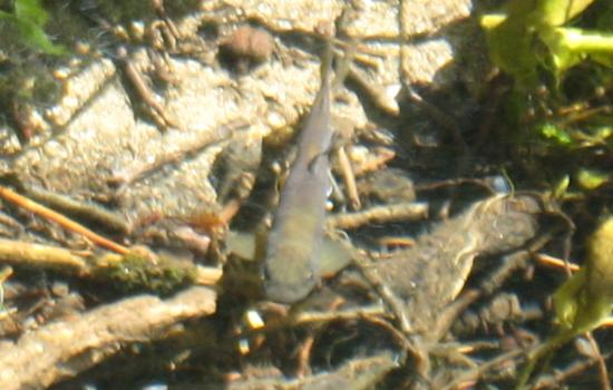 Pêche à la mouche - Stages Haut Languedoc et Lozère - Massif Central