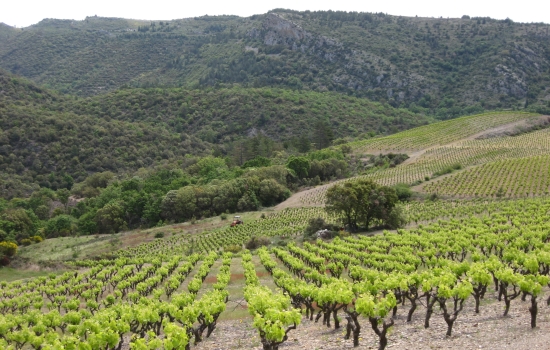 Vignoble Minervois