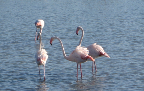 Les flamands roses, emblématiques de la Camargue