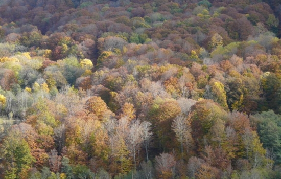 Couleurs d'automne en Aubrac