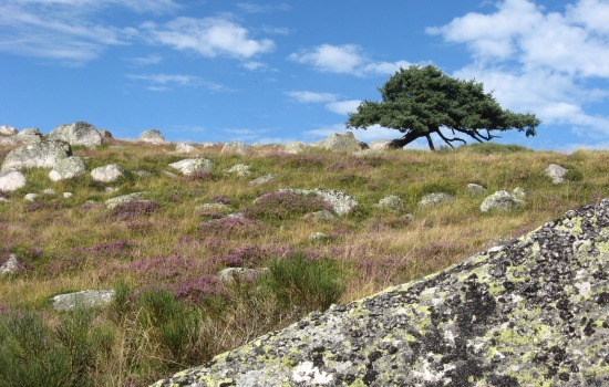 Dépaysement sur ces hautes terres