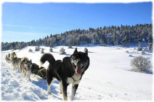 Attelage chiens traineau plateau ardéchois