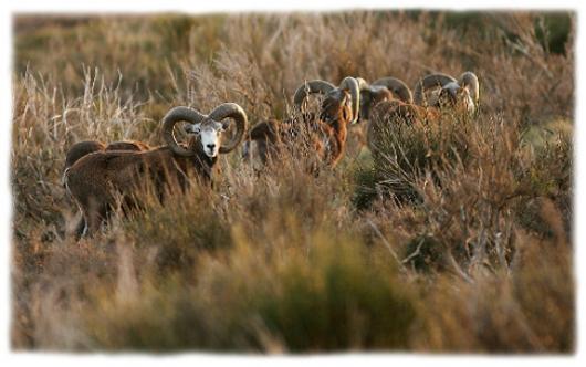 Le mouflon, emblêmatique du Caroux