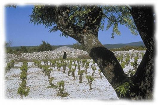 vigne et capitelle en Minervois vignes du minervois