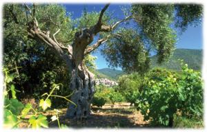 Vignes et oliviers en vallee de l'Orb